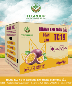 GIỐNG CHANH LEO VÀNG NGỌT KHÂM MẬT TC21