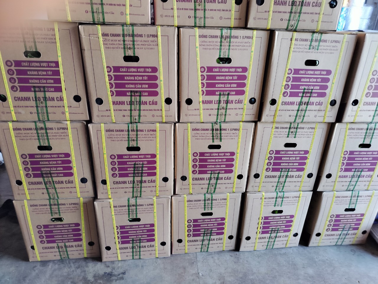 Giống Đài Nông TC83 giao đến khách hàng