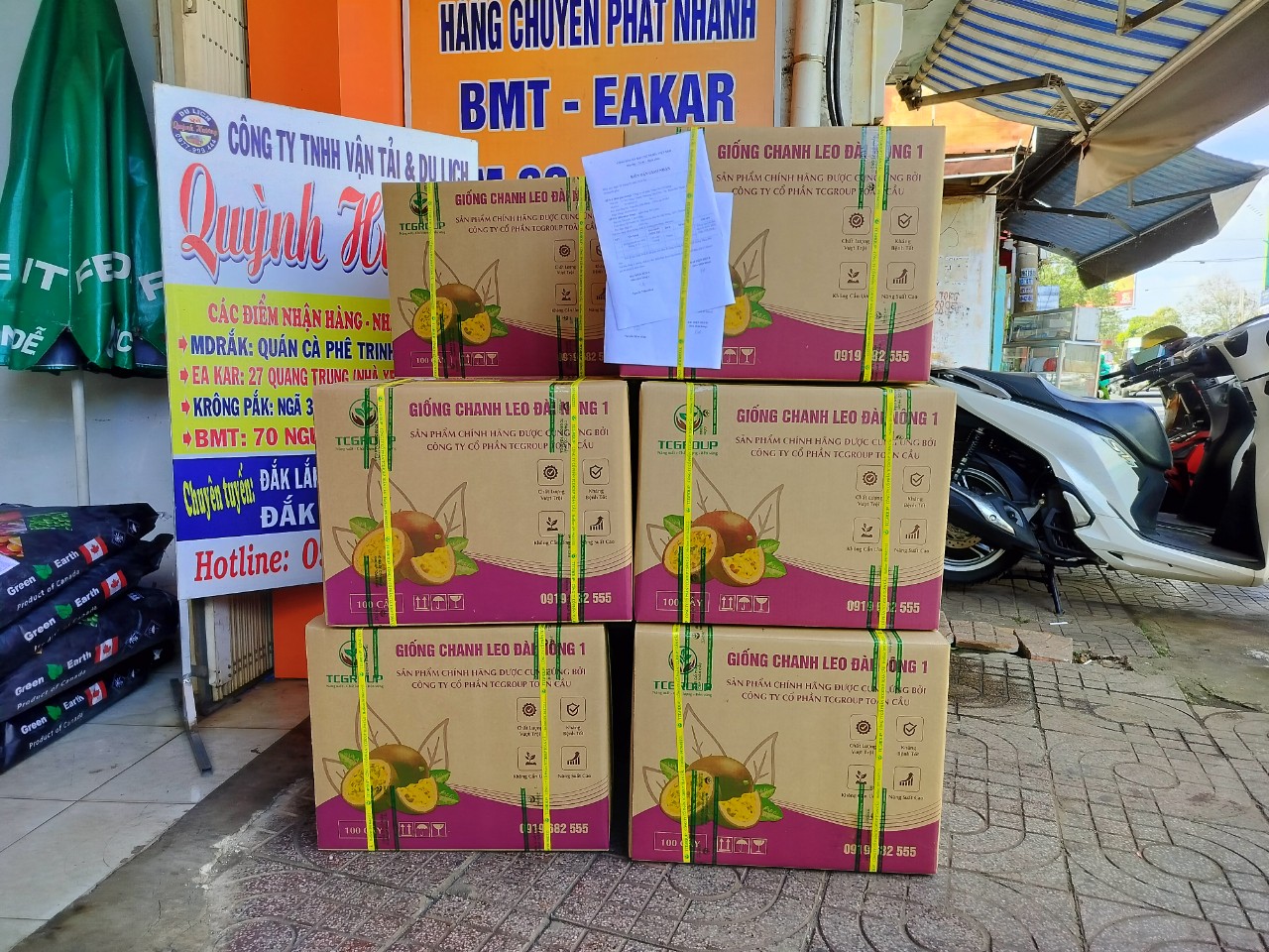Giống Đài Nông TC83 giao đến khách hàng