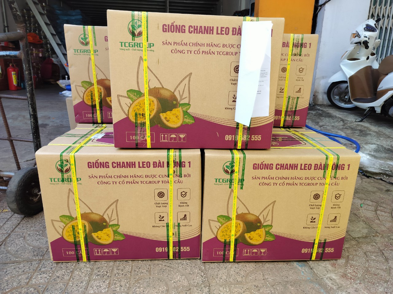 Giống Đài Nông TC83 giao đến khách hàng