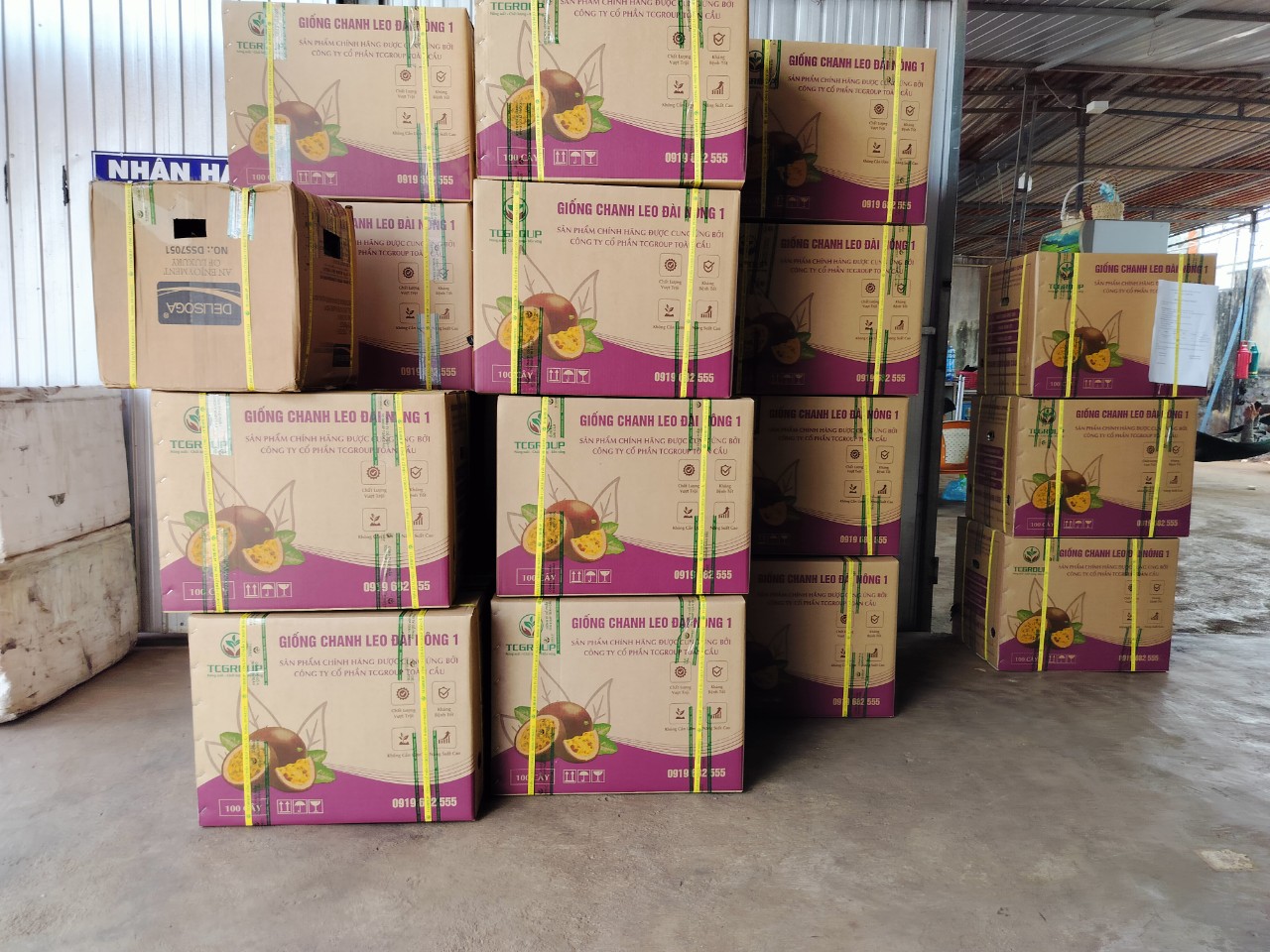 Giống Đài Nông TC83 giao đến khách hàng