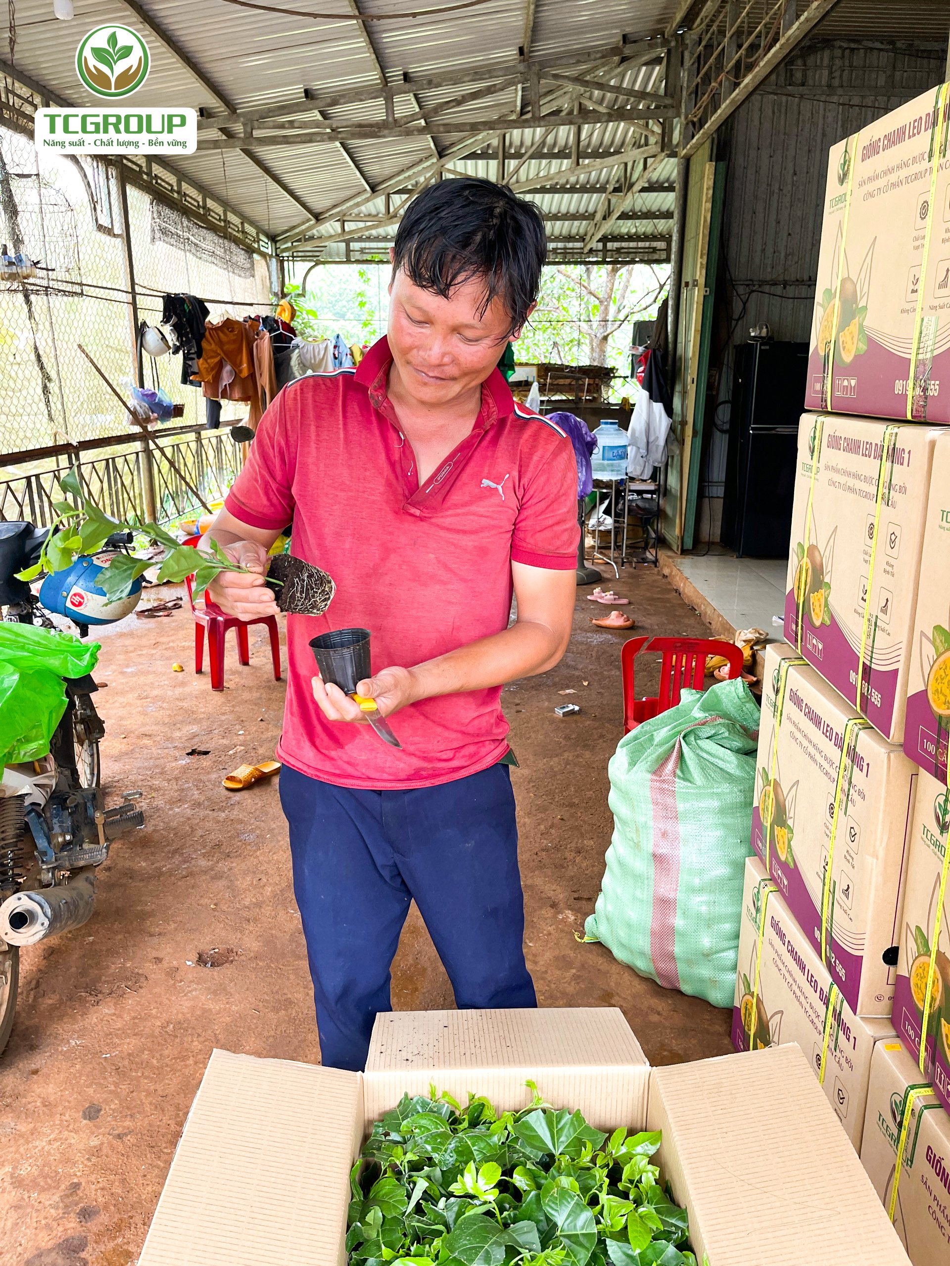 Giống chanh leo Đài Nông TC83 giao đến tay khách hàng