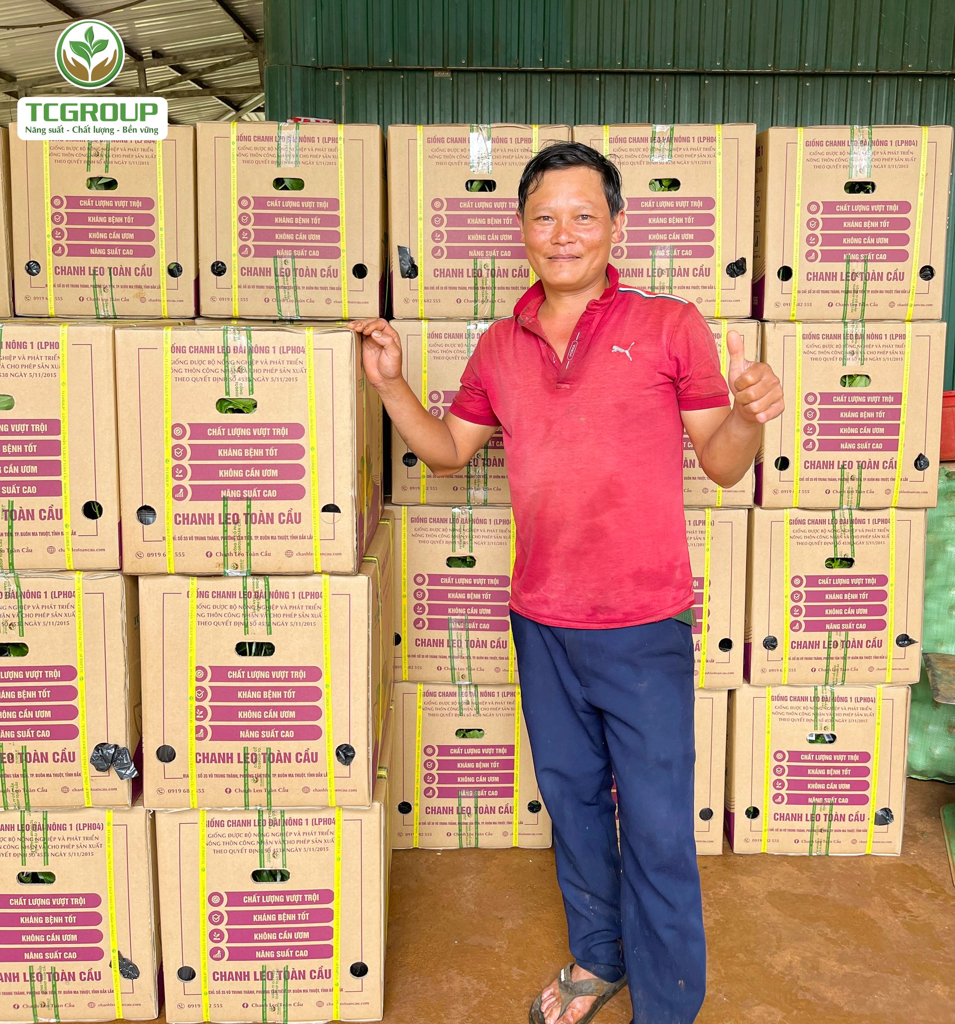 Giống chanh leo Đài Nông TC83 giao đến tay khách hàng