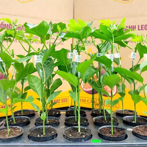 Giống chanh leo Tai Non One Toàn Cầu