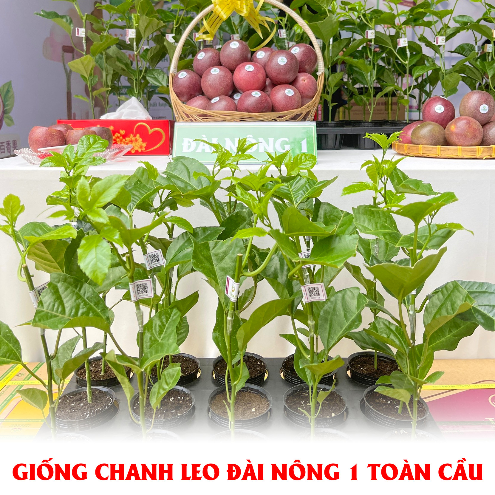 Giống chanh leo Đài Nông 1 Toàn Cầu