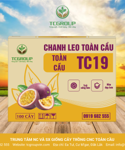GIỐNG CHANH LEO TAINON ONE TC19