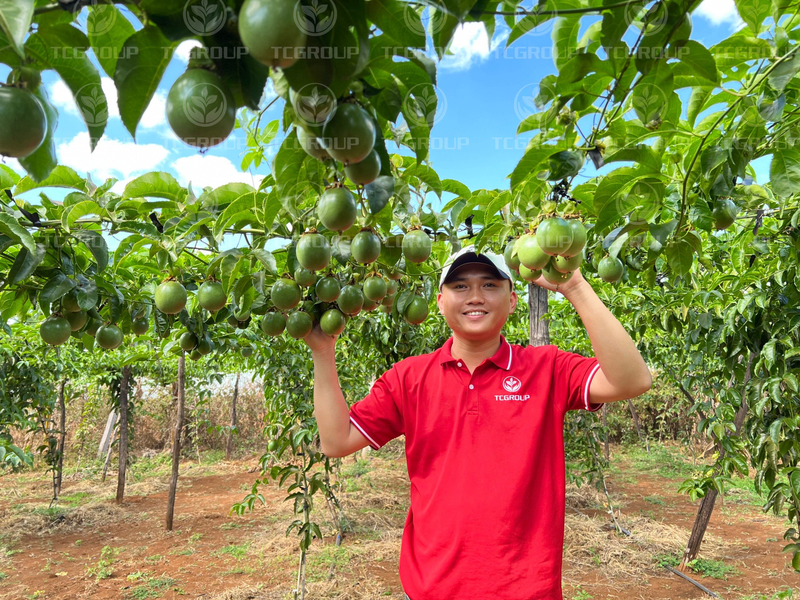 Thăm nhà vườn trồng giống chanh leo Tainon One TC18
