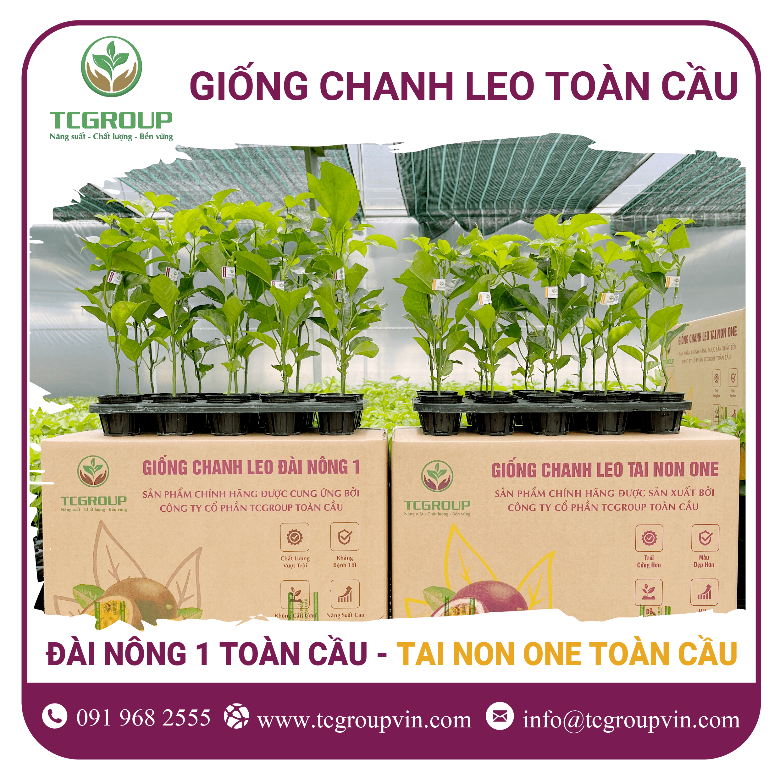 Giống chanh leo Đài Nông 1 Toàn Cầu