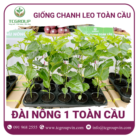 Giống chanh leo Đài Nông 1 Toàn Cầu