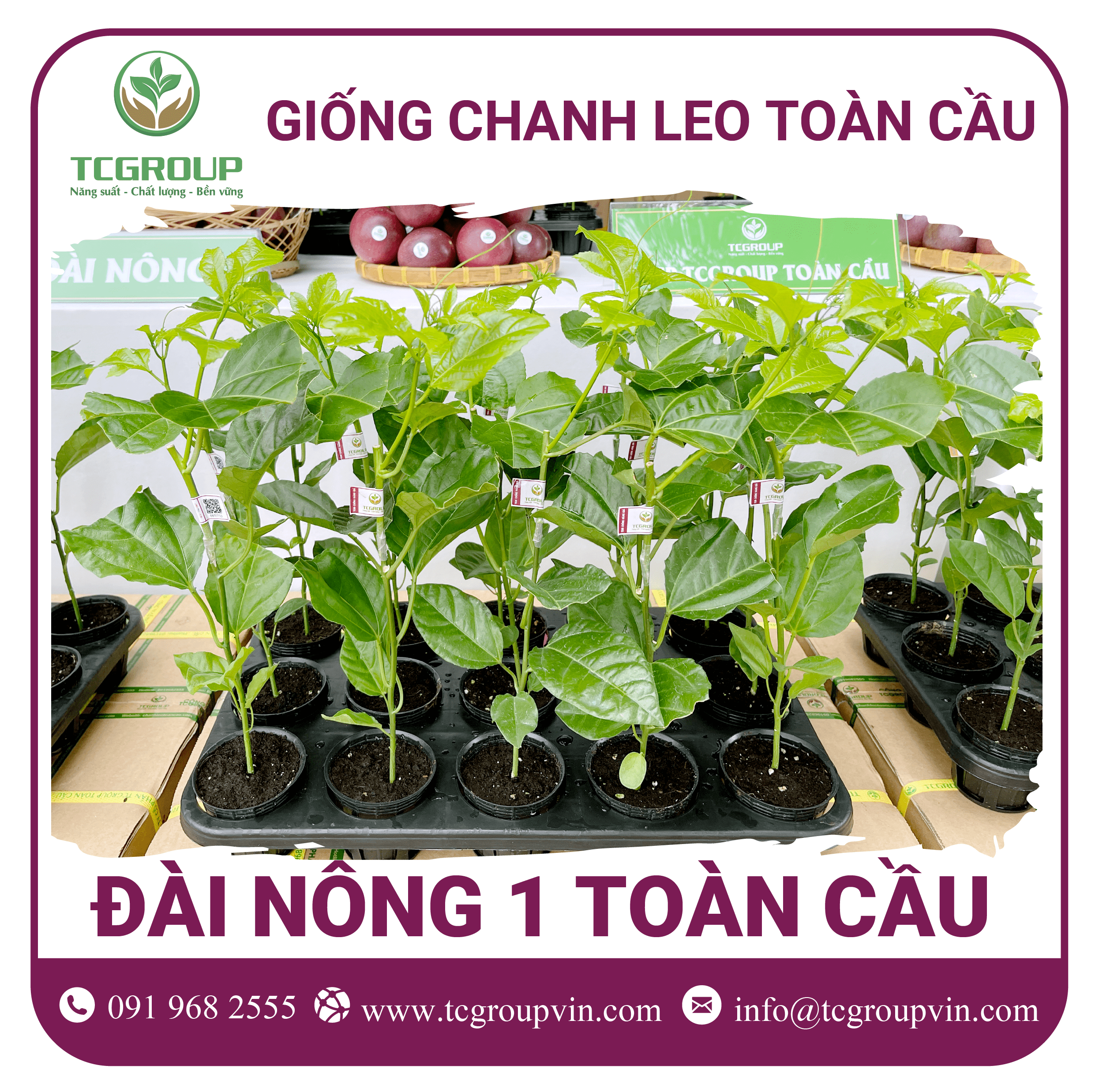 Giống chanh leo Đài Nông 1 Toàn Cầu