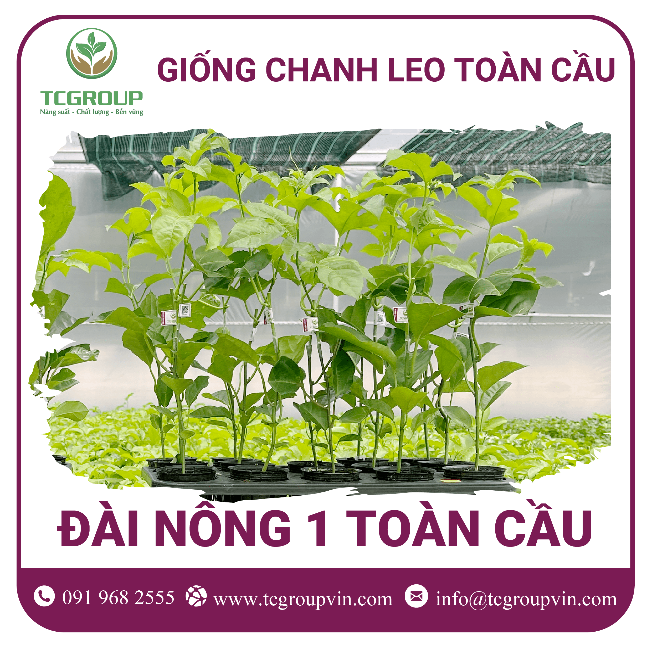 Giống chanh leo Đài Nông 1 Toàn Cầu