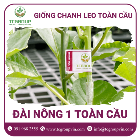 Giống chanh leo Đài Nông 1 Toàn Cầu