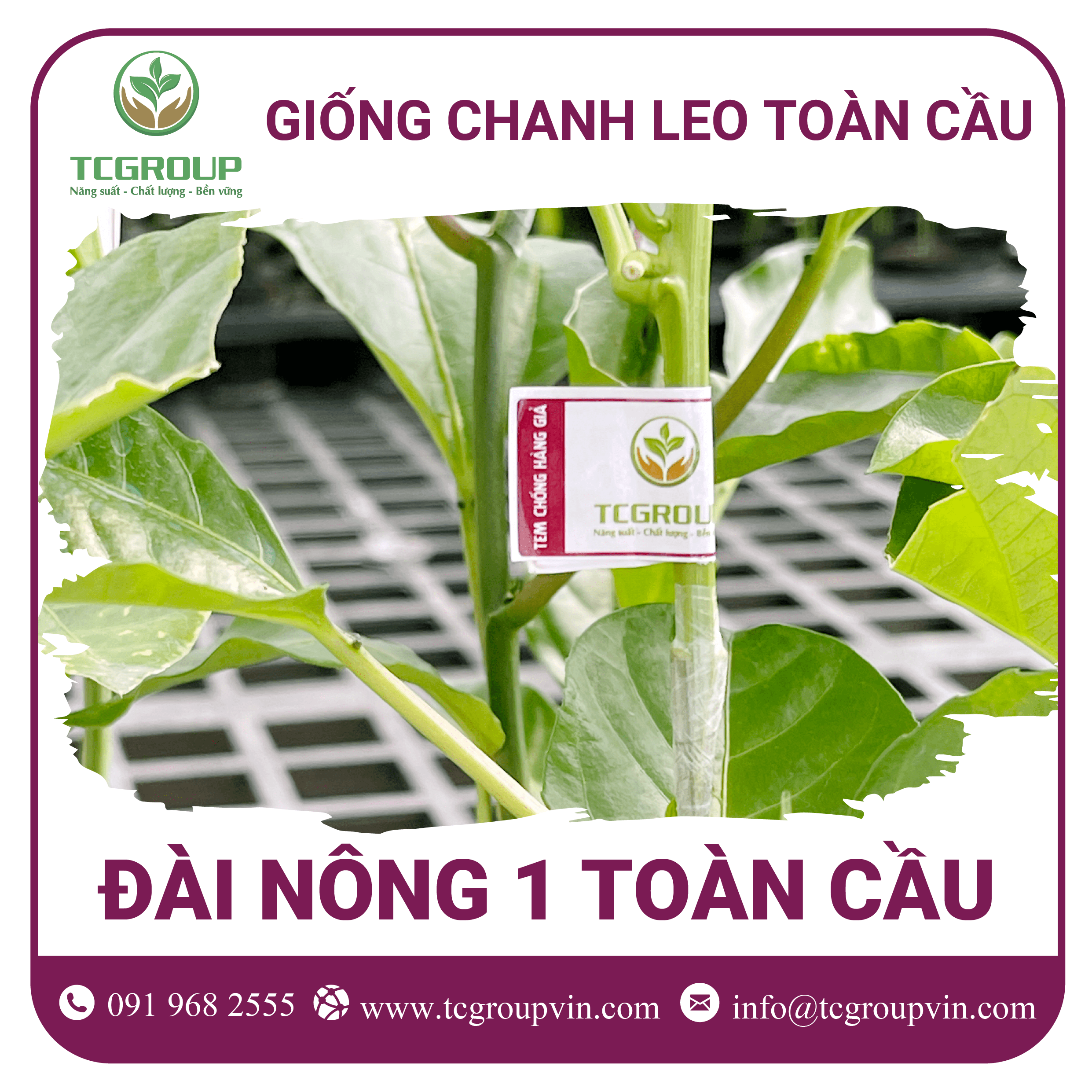 Giống chanh leo Đài Nông 1 Toàn Cầu