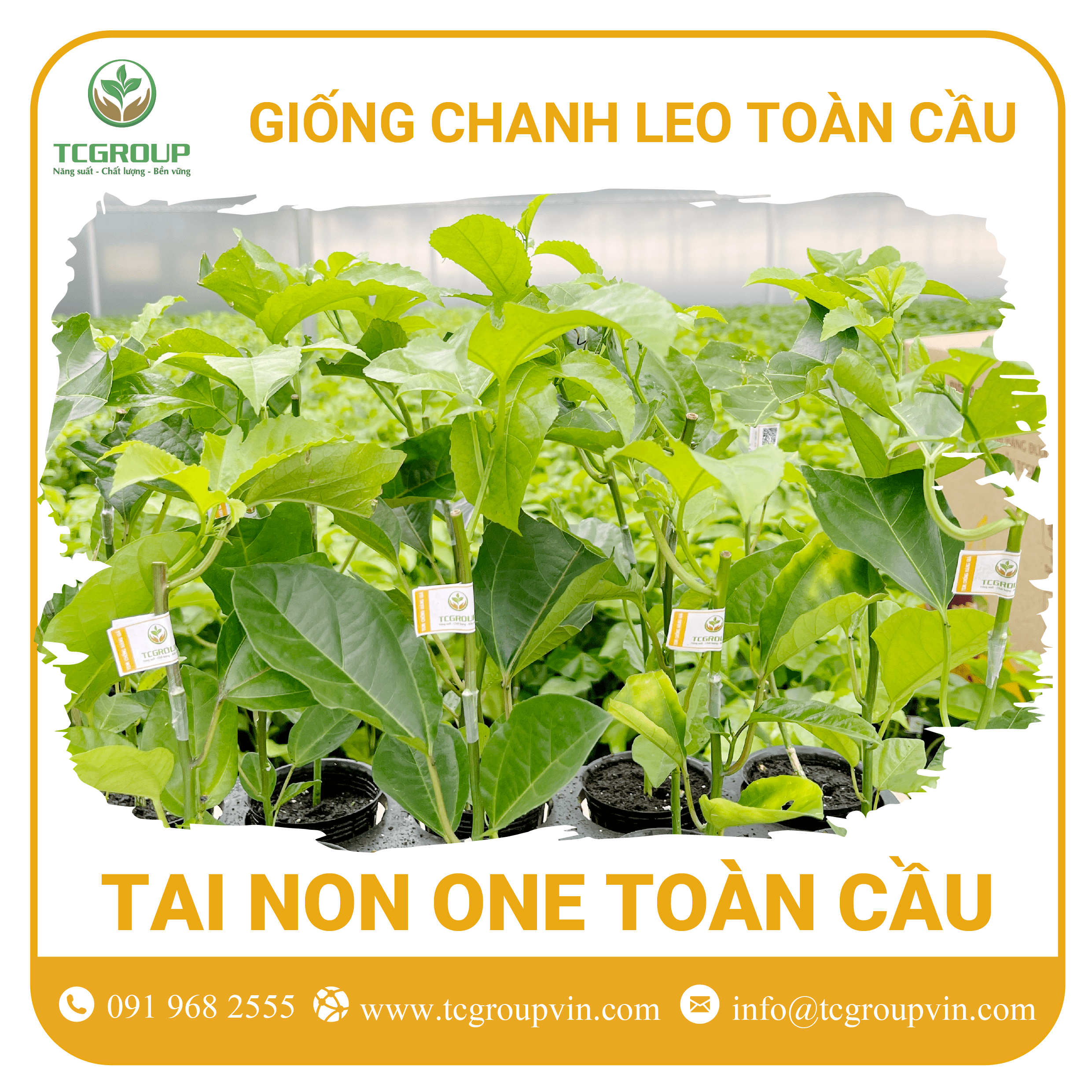 Giống chanh leo Tai Non One Toàn Cầu