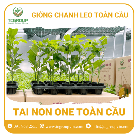 Giống chanh leo Tai Non One Toàn Cầu