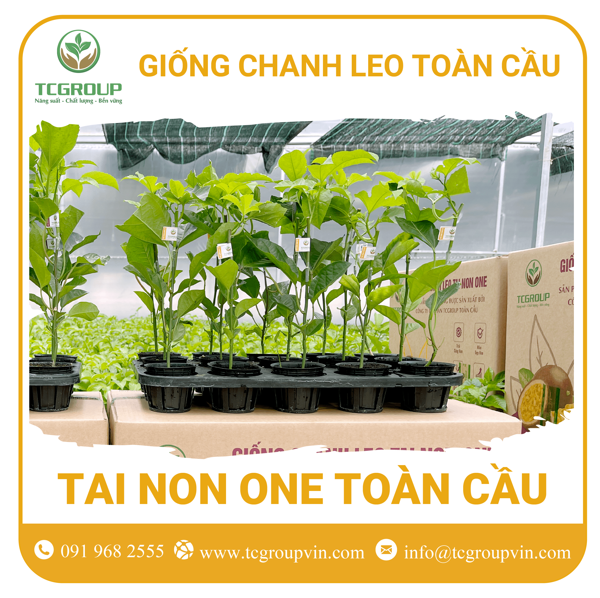 Giống chanh leo Tai Non One Toàn Cầu