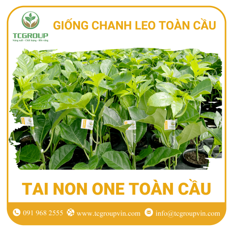 Giống chanh leo Tai Non One Toàn Cầu