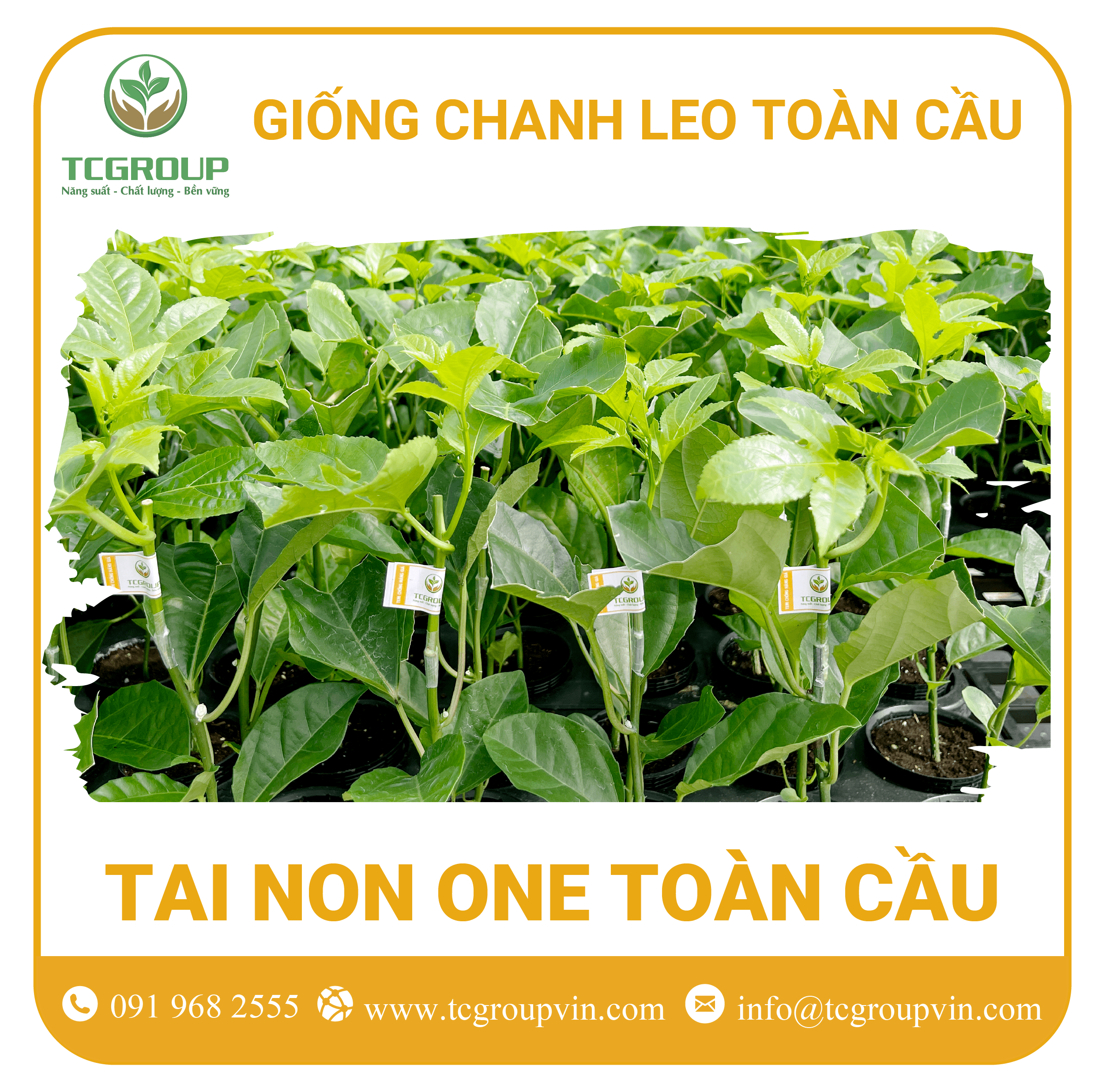 Giống chanh leo Tai Non One Toàn Cầu