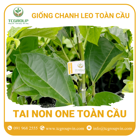 Giống chanh leo Tai Non One Toàn Cầu