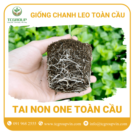 Giống chanh leo Tai Non One Toàn Cầu