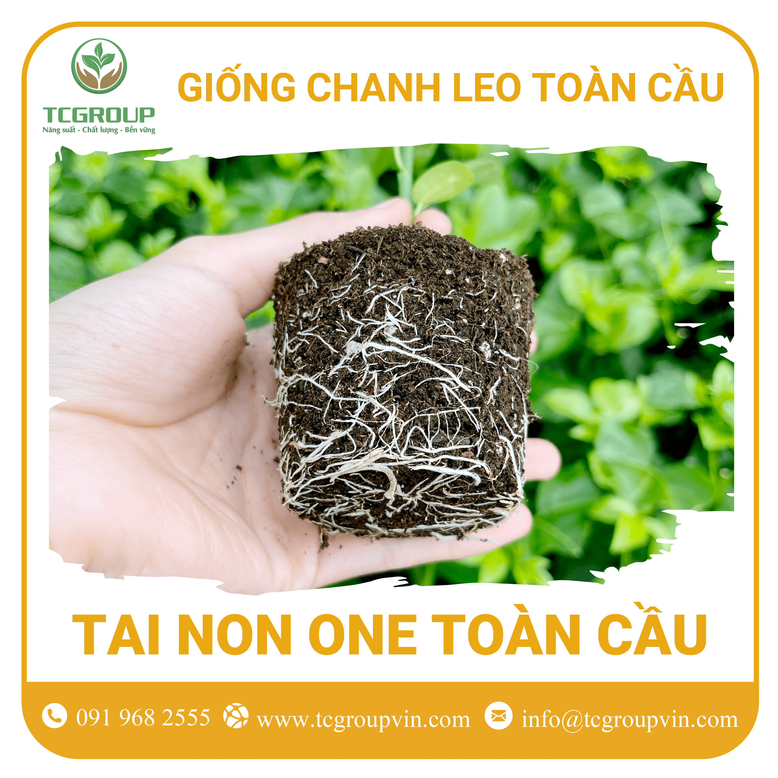 Giống chanh leo Tai Non One Toàn Cầu