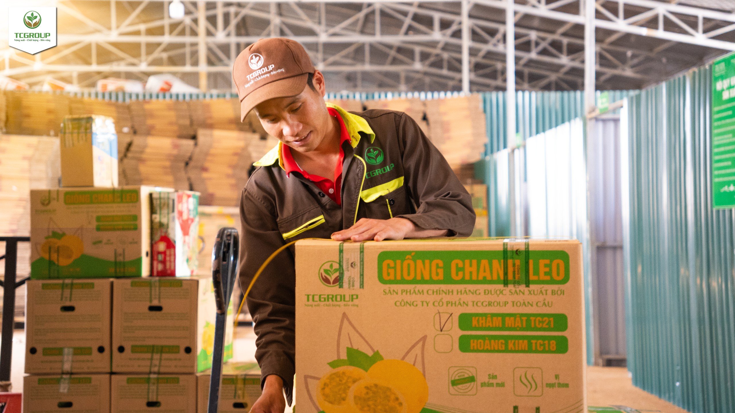 Cây giống Khâm Mật TC21 được đóng gói vận chuyển đến khách hàng