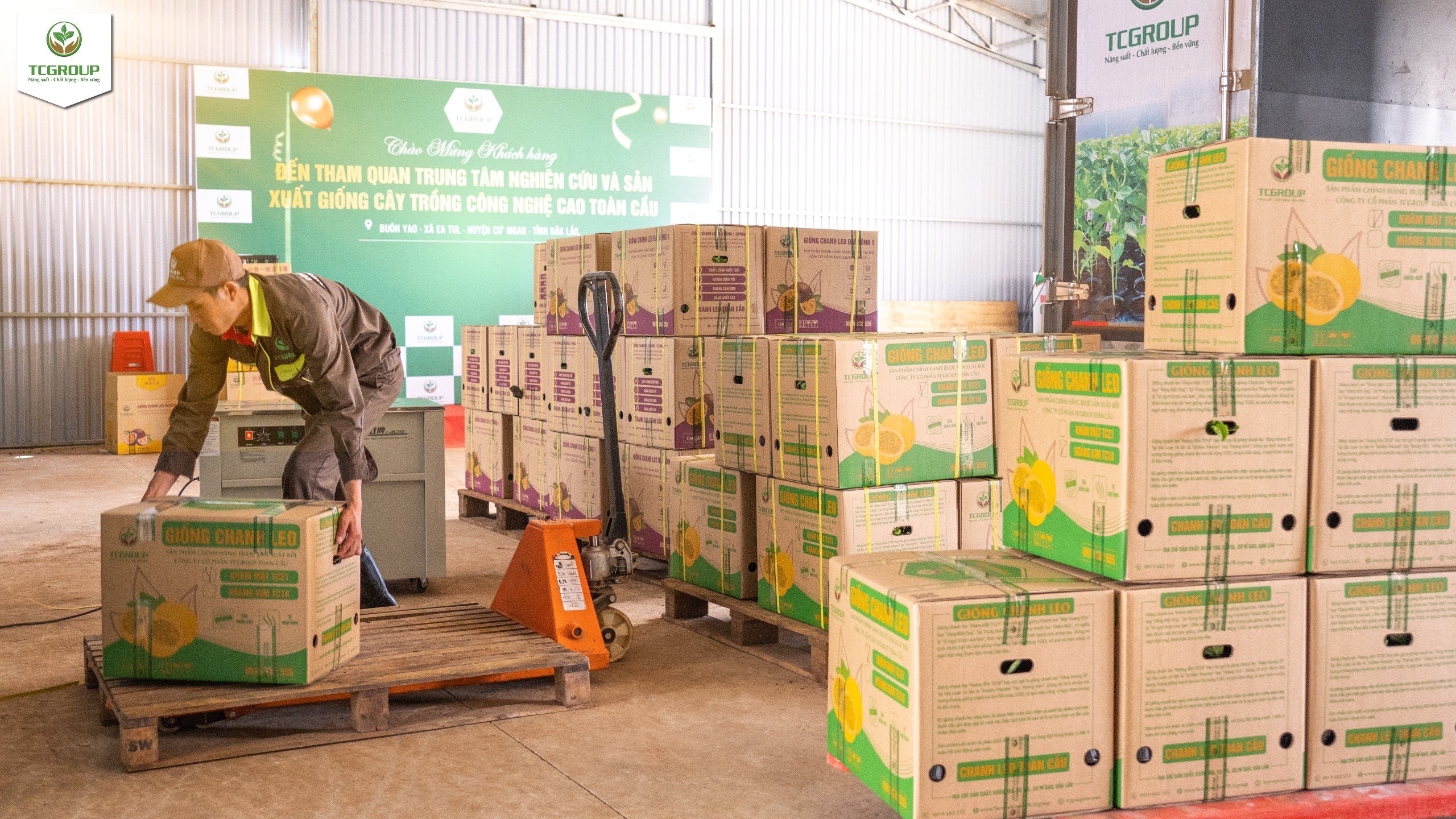 Cây giống Khâm Mật TC21 được đóng gói vận chuyển đến khách hàng