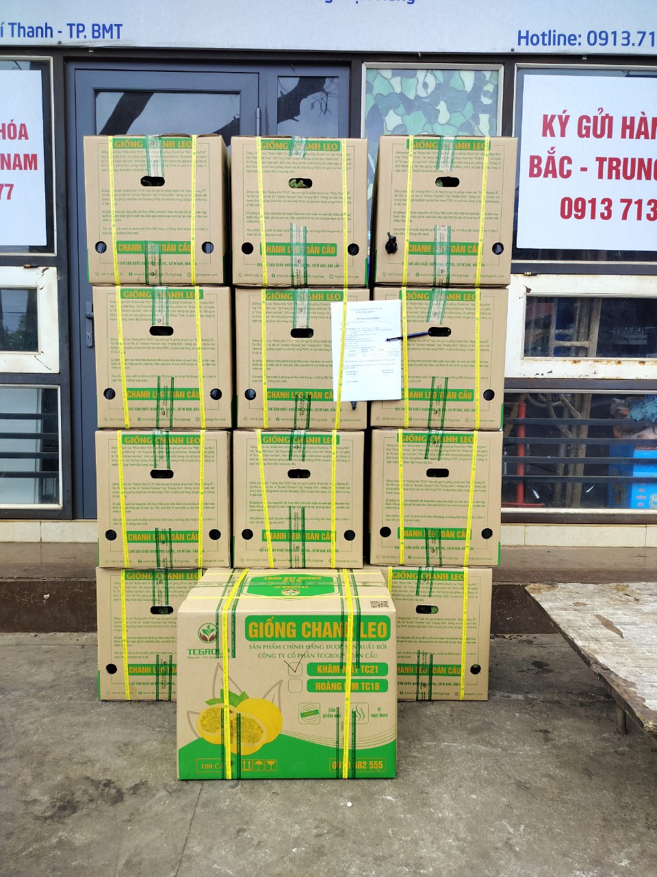 Giống chanh leo vàng Khâm Mật TC21 giao đến khách hàng