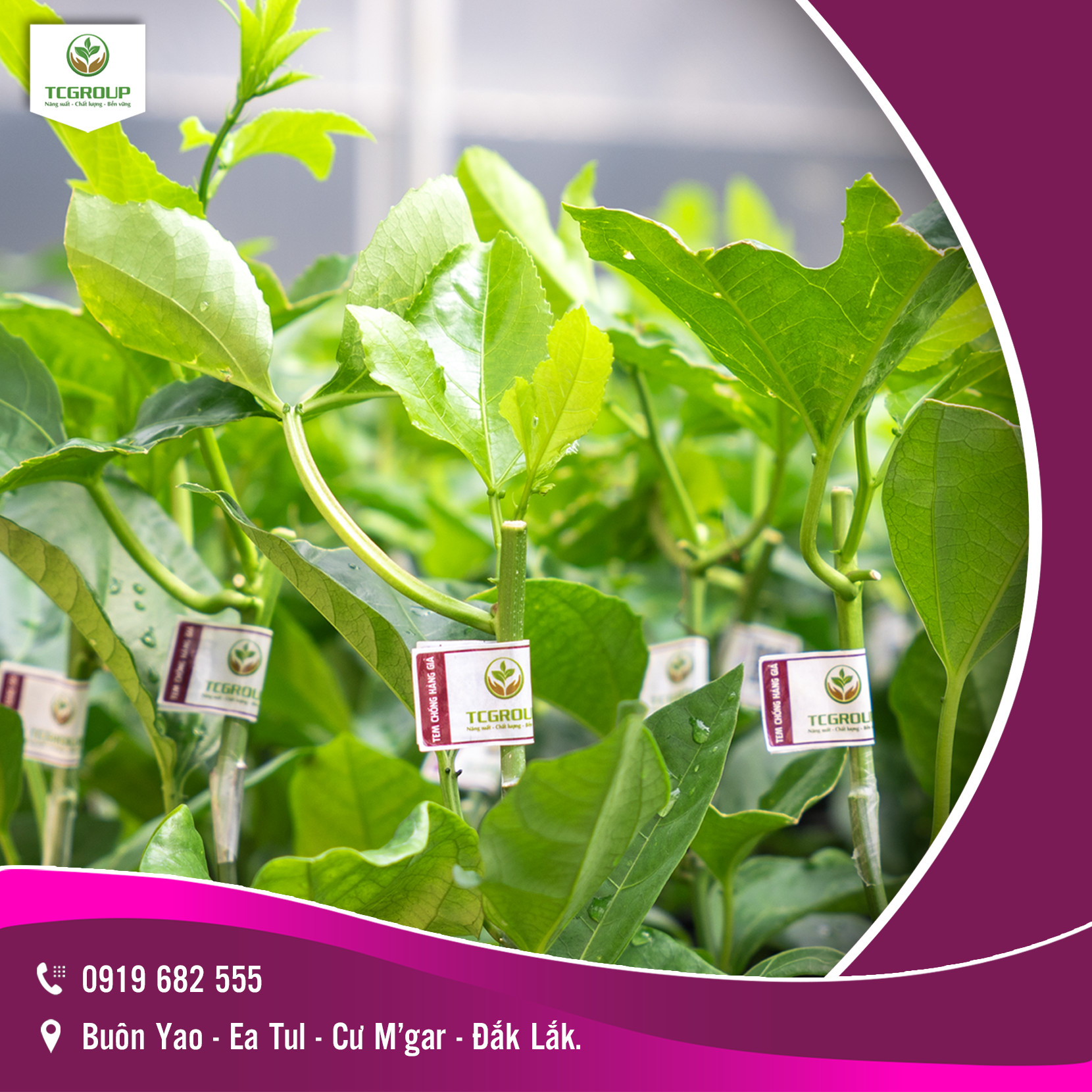 Giống chanh leo Đài Nông TC83
