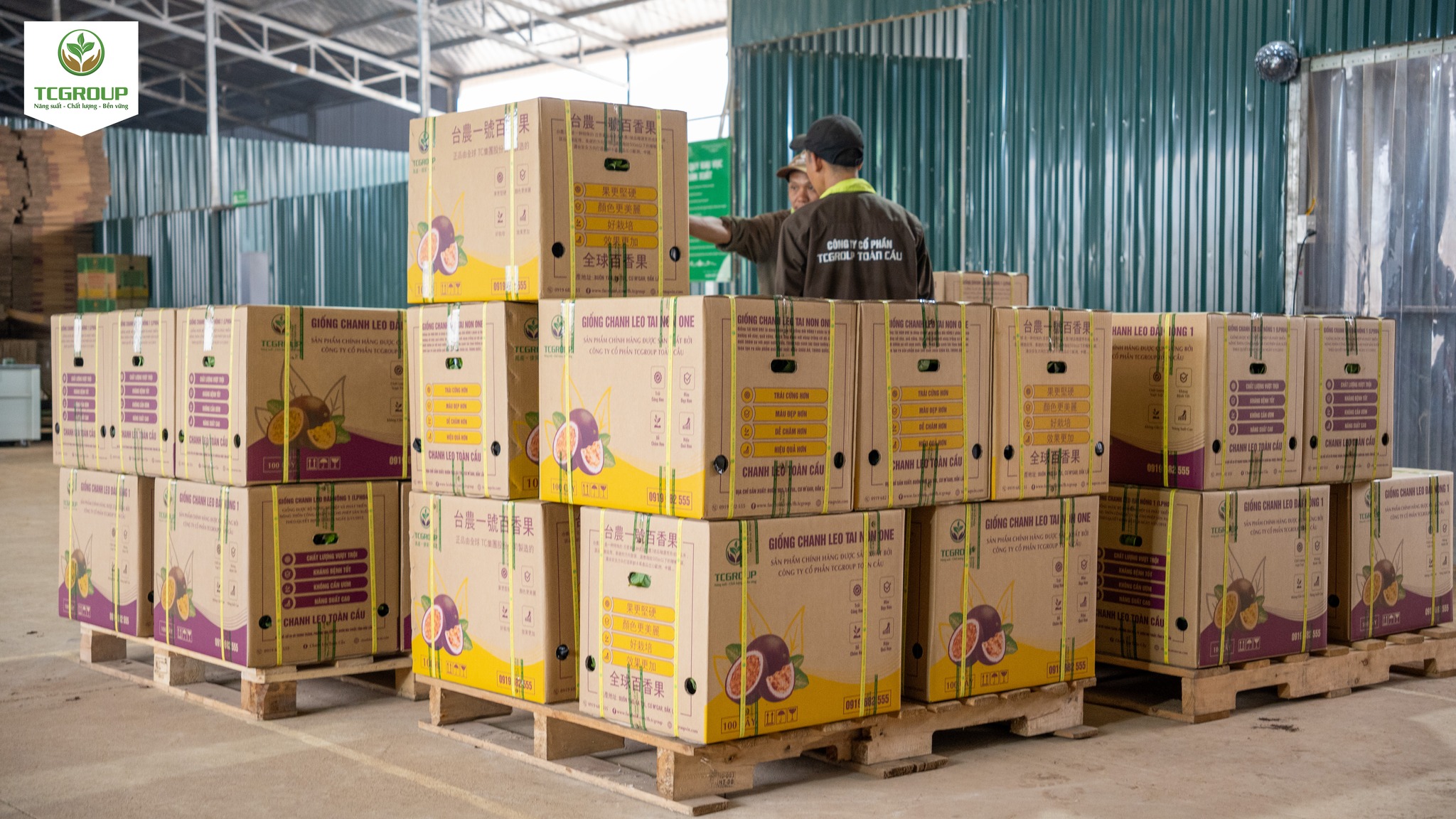 Giống chanh leo Tainon One TC19