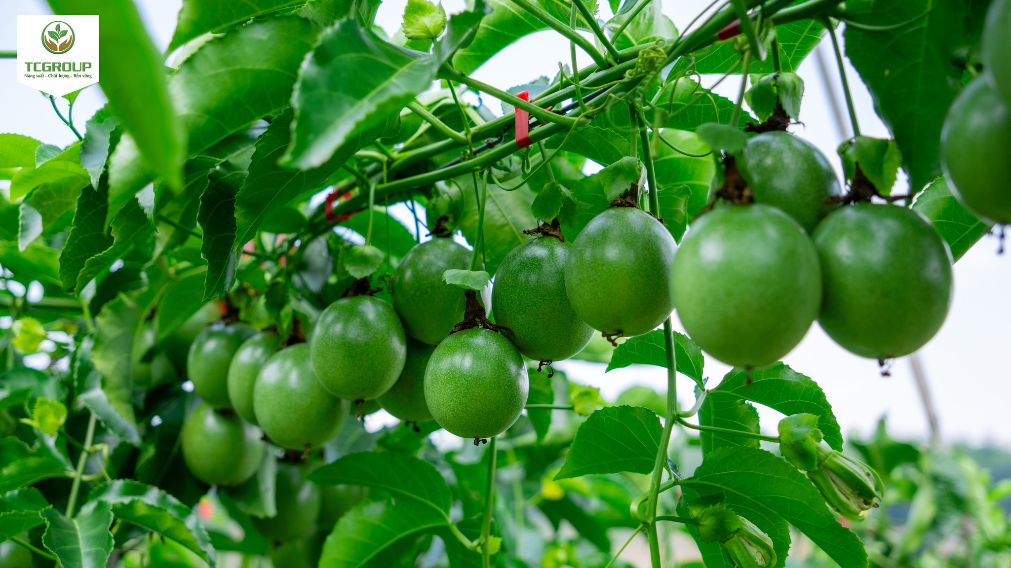 Giống chanh leo thương hiệu Toàn Cầu (1)