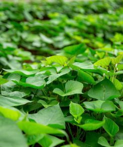 Giống khoai lang Nhật