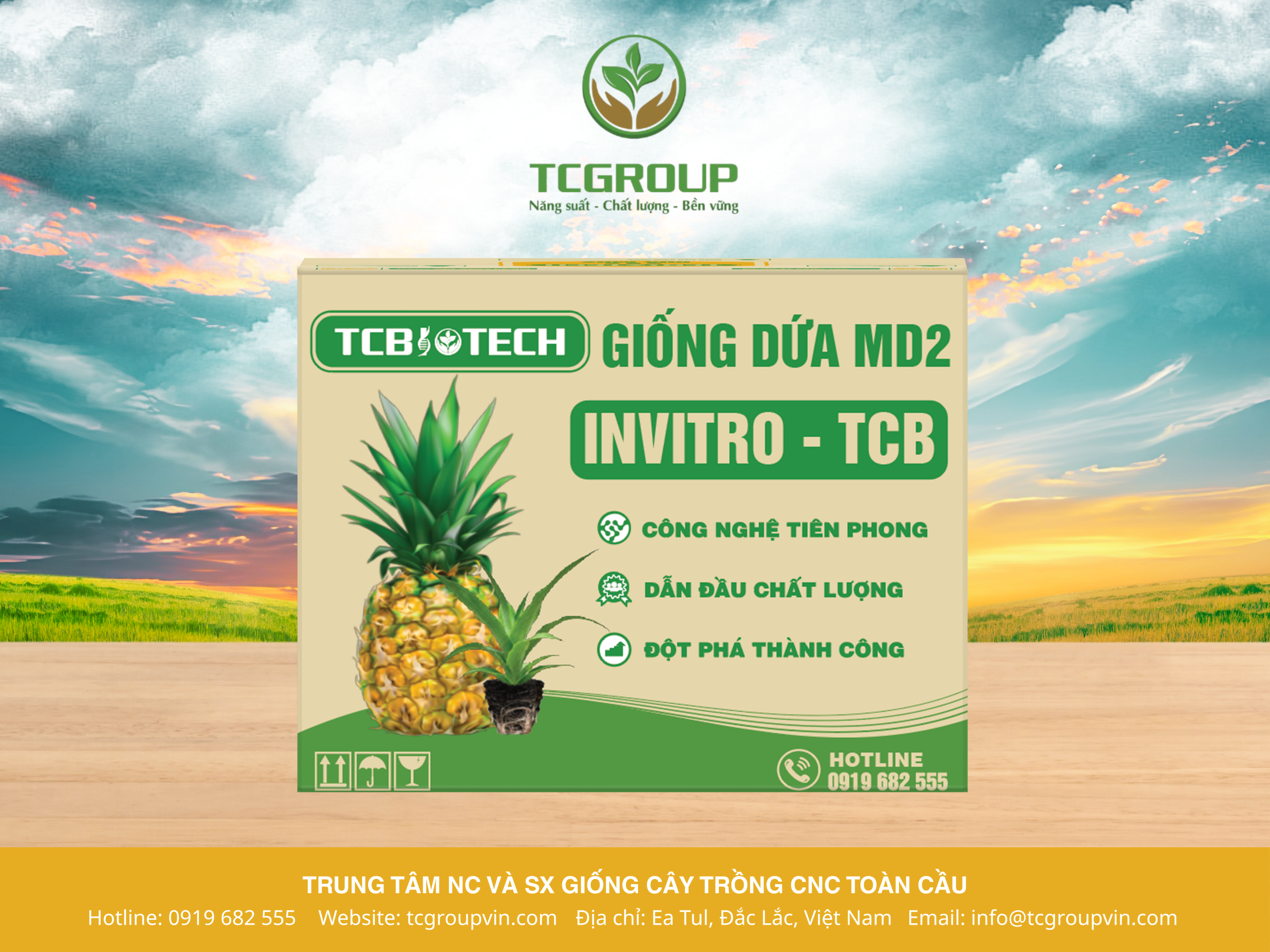 Giống Dứa MD2 nuôi cấy mô do TCGROUP Toàn Cầu sản xuất