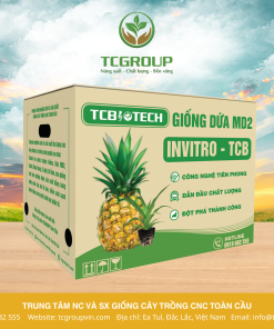 Giống dứa MD2