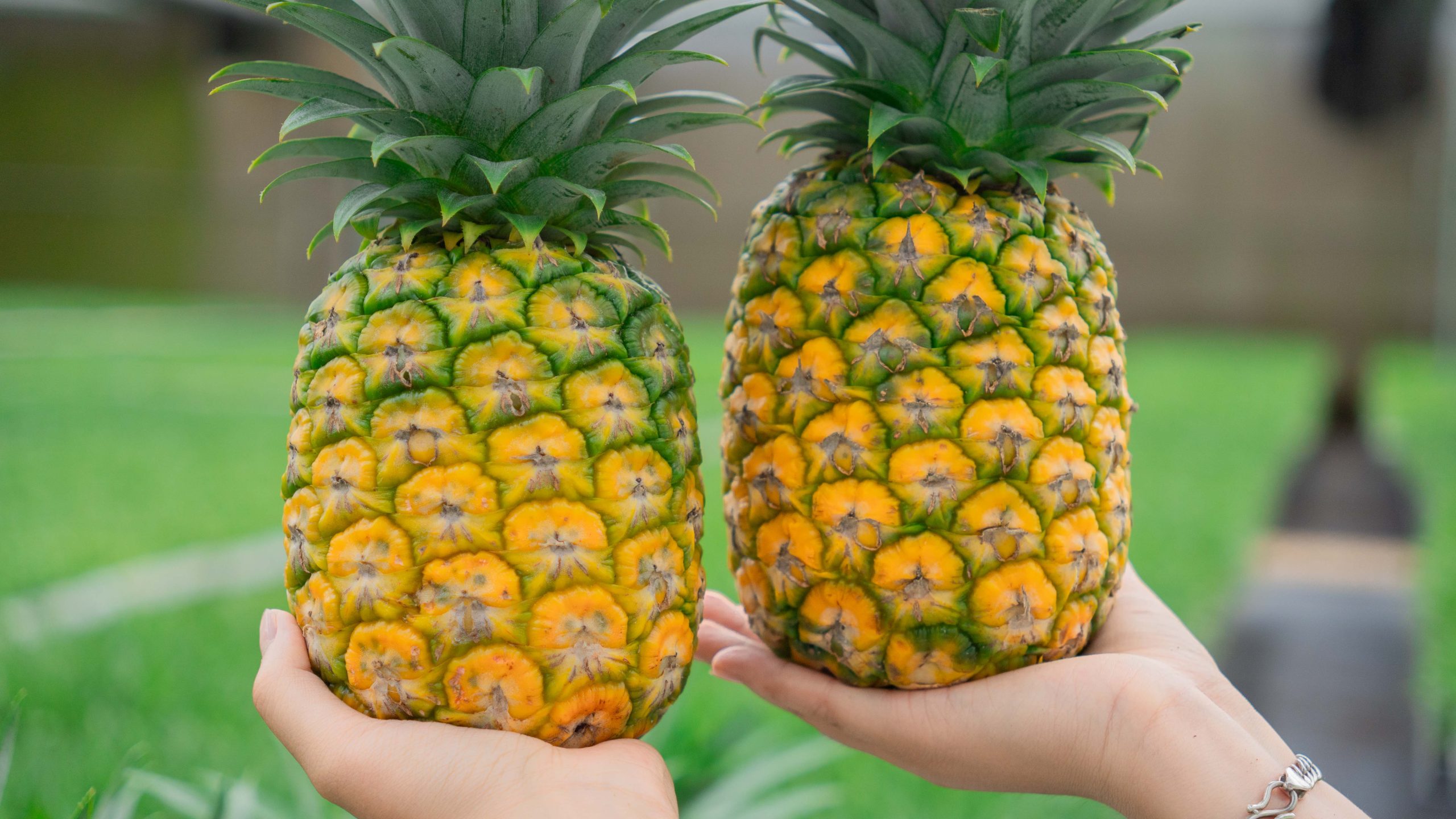 dứa MD2 dứa MD2
