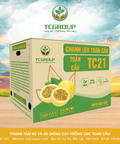 GIỐNG CHANH LEO VÀNG NGỌT KHÂM MẬT TC21 DO TCGROUP SẢN XUẤT