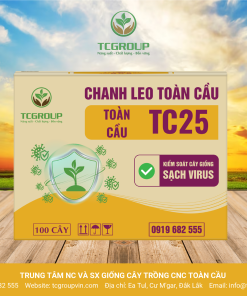 GIỐNG CHANH LEO TOÀN CẦU TC25