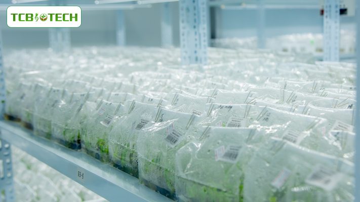 TRUNG TÂM GIỐNG CÔNG NGHỆ CAO TCGROUP TOÀN CẦU, GIỐNG CÂY SẠCH BỆNH , CÂY GIỐNG