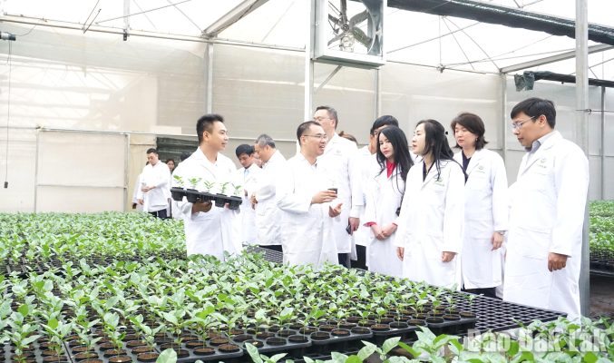 Vườn ươm giống cây chanh dây xuất khẩu của Công ty Cổ phần TCBIOTECH Toàn Cầu, xã Ea Tul).