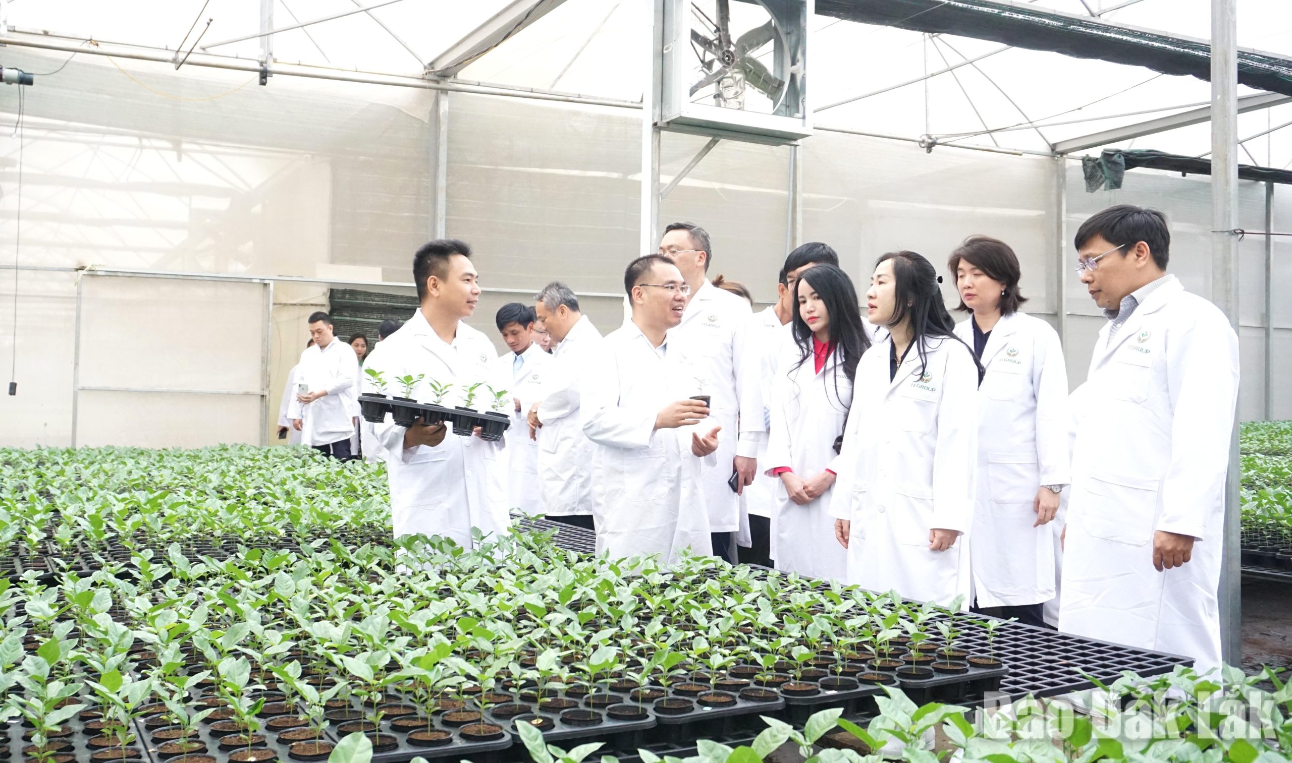 Vườn ươm giống cây chanh dây xuất khẩu của Công ty Cổ phần TCBIOTECH Toàn Cầu tại xã Ea Tul, tỉnh Đắk Lắk).