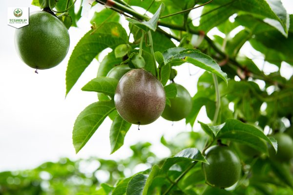 "Giống chanh dây tím đạt tiêu chuẩn làm chanh dây xuất khẩu của TCGROUP"