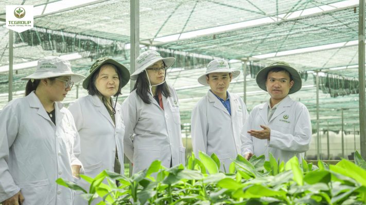 TCGROUP Toàn Cầu, virus trên cây chanh leo, cây chanh leo, TCGROUP Toàn Cầu làm việc cùng đoàn chuyên gia New Zealand về kiểm soát virus trên cây chanh leo.