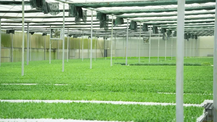 dứa MD2 nuôi cấy mô