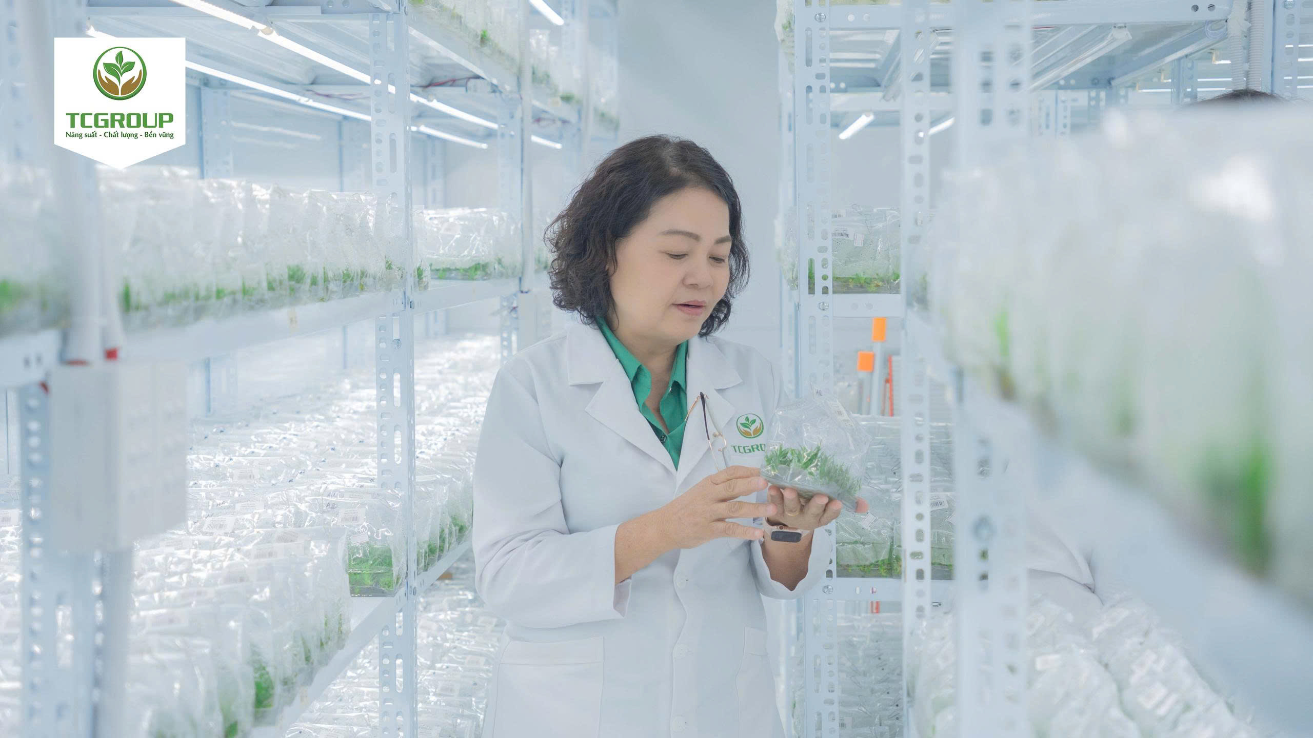 giống dứa mật MD2 được đánh giá cao