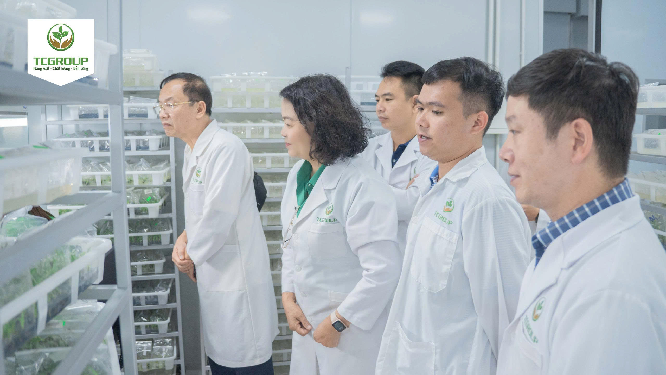 giống dứa mật MD2