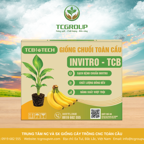 GIỐNG CHUỐI GIÀ NAM MỸ