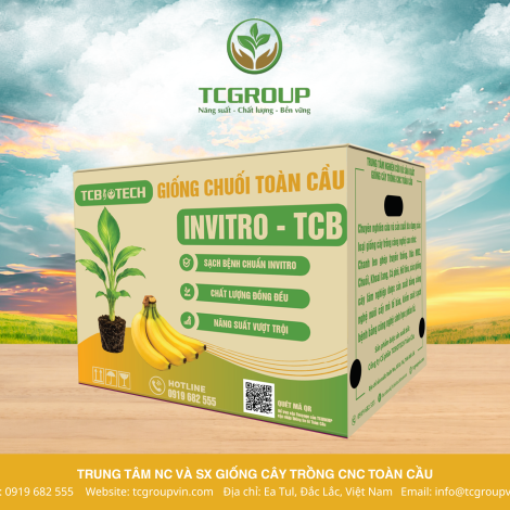 GIỐNG CHUỐI GIÀ NAM MỸ DO TCGROUP SẢN XUẤT