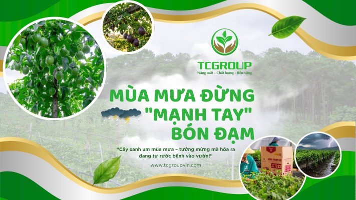 Mùa mưa bón phân gì cho cây chanh leo?
