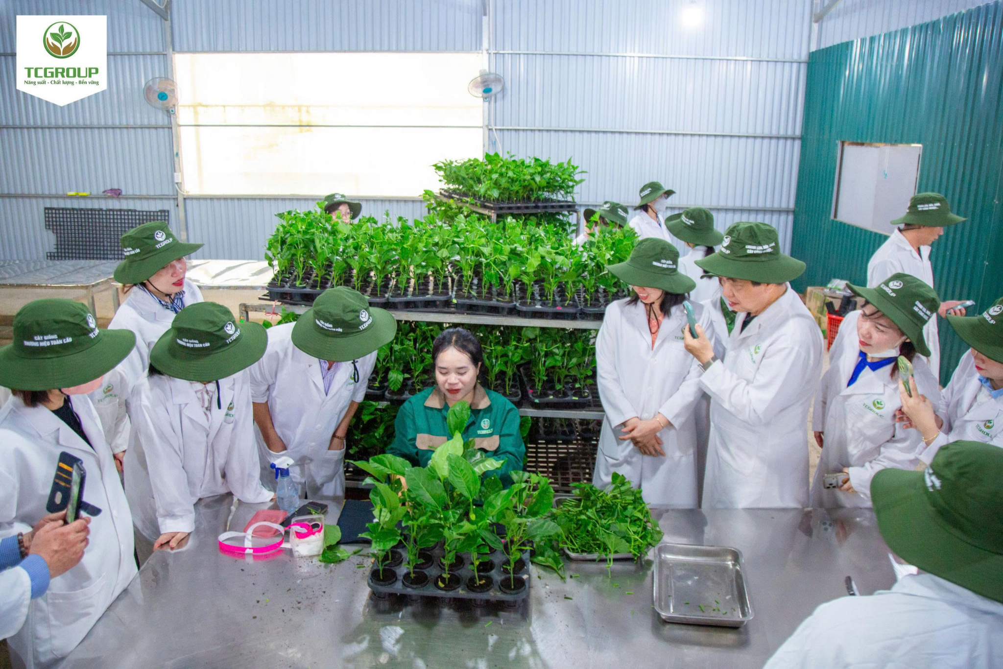Công nhân TCGROUP tiến hành ghép chanh leo