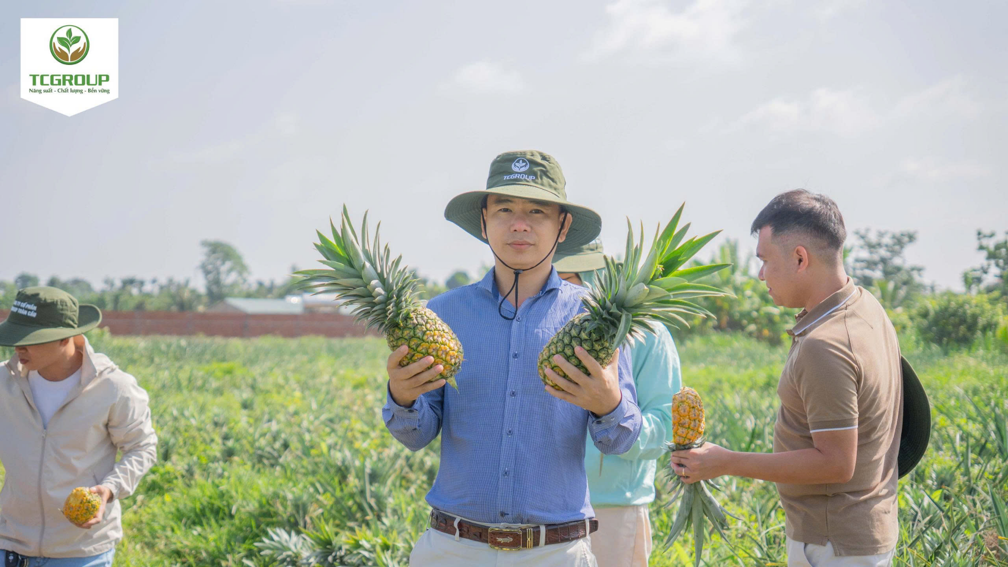 thu hoạch giống dứa mật md2 tại vườn